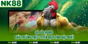 Đá Gà Thomo - Đấu Trường Trực Tuyến Kịch Tính Bậc Nhất